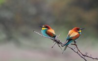 Regional biogeographical seminar (Emerald Network) for Armenia, Azerbaijan and Georgia