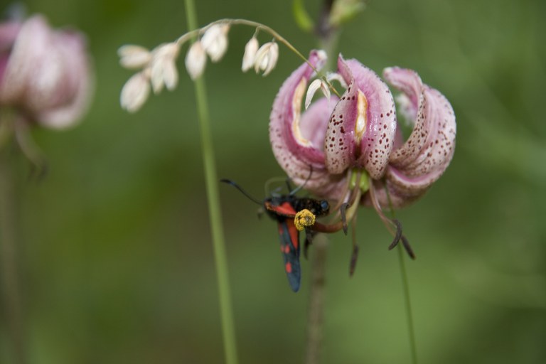 23 May 2019 |Third training workshop on reporting on the conservation status of species and habitats 